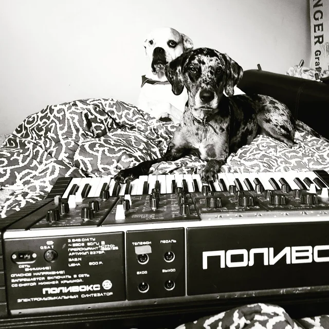 Sektion Tyrants' Bandcamp artist photo — two dogs lounging on a Soviet Polivoks synthesizer, black and white