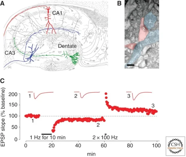 Hippocampal CA3-CA1 plasticity