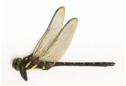 Lateral view of Neallogaster vietnamica sp. nov. — green compound eyes, brown thorax with yellow stripes, black abdomen with yellow spots