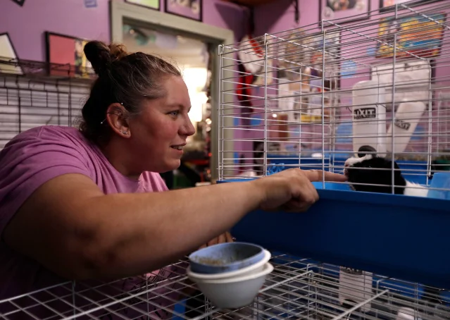 Adoption coordinator Brittany Provencale greets a guinea pig at the sanctuary.