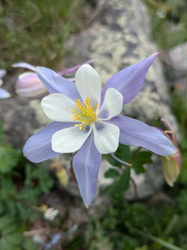 A pale blue and white Aquilegia coerulea flower with long pointed petals