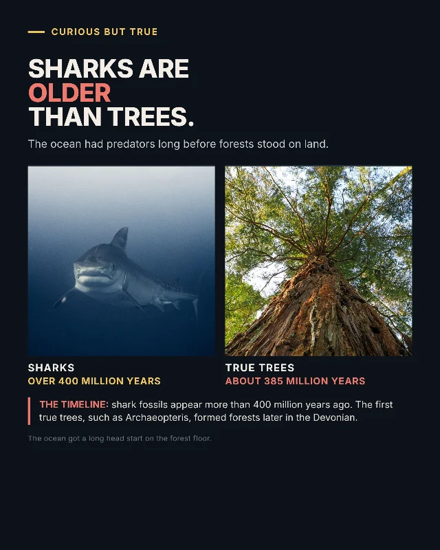 Sharks are older than trees.