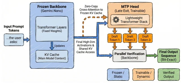 Gemini Nano 的 frozen MTP 架构示意