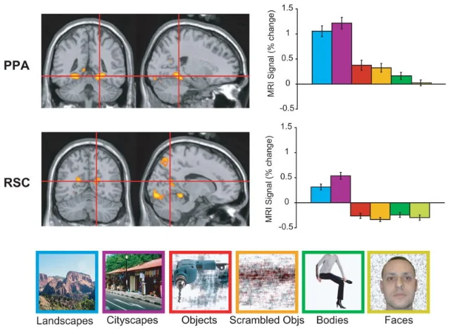 fMRI brain maps and bar graphs showing PPA (top row) and RSC (bottom row) location and response to six stimulus categories. PPA peaks strongly for scenes; RSC shows scene preference but also deactivates to non-scene stimuli.