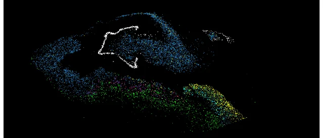 Colored dots map many cell types across a human hippocampus outline
