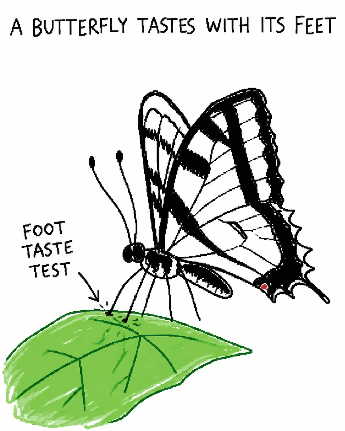 A butterfly tastes with its feet.