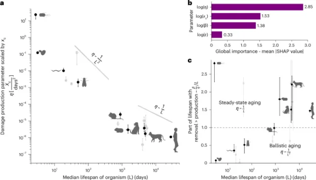 Nature Aging damage production model figure