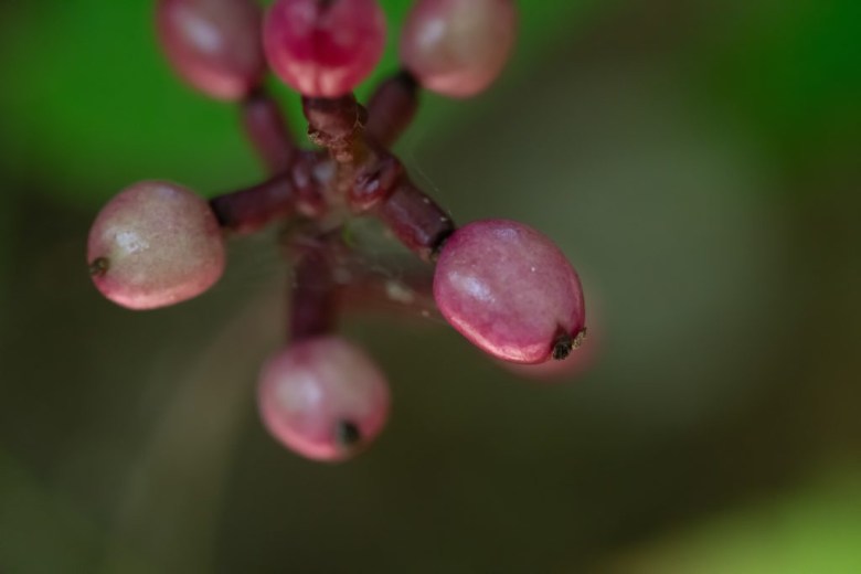 粉红色椭圆形果实,果梗深红色