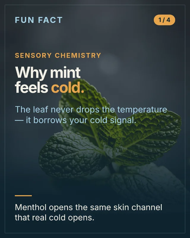 Why mint feels cold