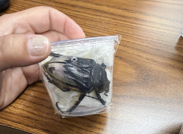 One of three live Chief Goliath beetles inside a clear plastic bag held in a hand