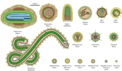 A chart comparing the relative sizes of common human viruses