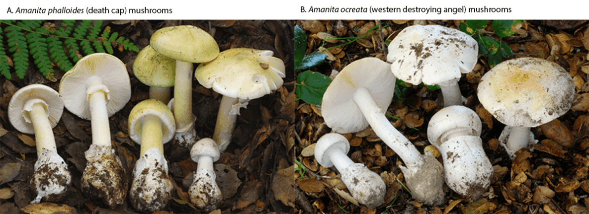 MMWR Figure showing Amanita phalloides (death cap, left) and Amanita ocreata (western destroying angel, right)
