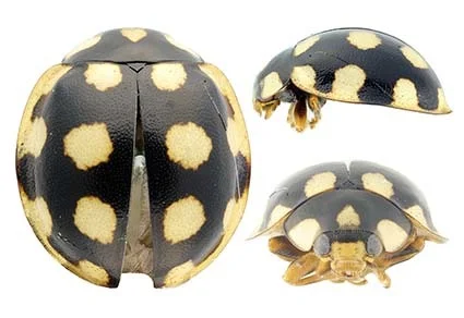 Oenopia ladybird specimen from China — dorsal, lateral, and frontal views of a black beetle with pale cream circular spots, against a black background