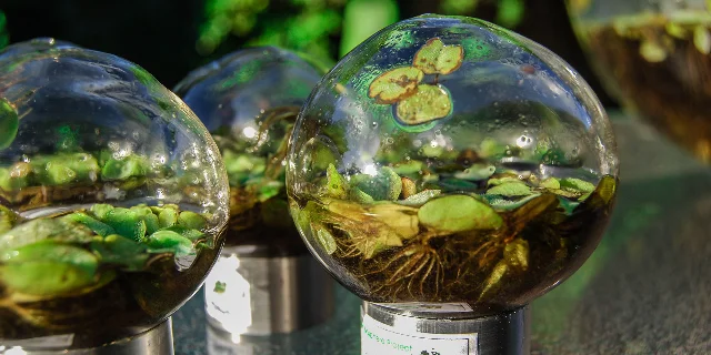 Detail of The Biosphere Project showing a sealed glass sphere filled with aquatic plants, water, and interior condensation droplets