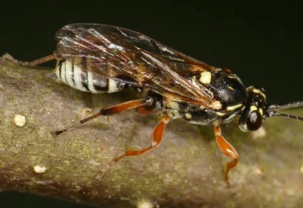 Pristiceros kusigematii sp. nov. perched on a mossy twig, showing the black body with yellow-white markings and orange-red legs