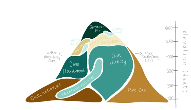 Official Great Smoky Mountains vegetation cross-section showing forest communities by elevation and slope aspect