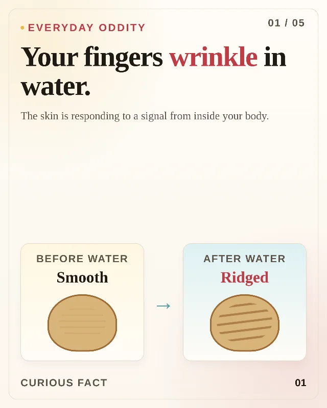Why fingers wrinkle in water