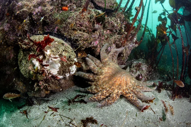 向日葵海星(*Pycnopodia helianthoides*)与巨型红鲍在海带丛下相遇