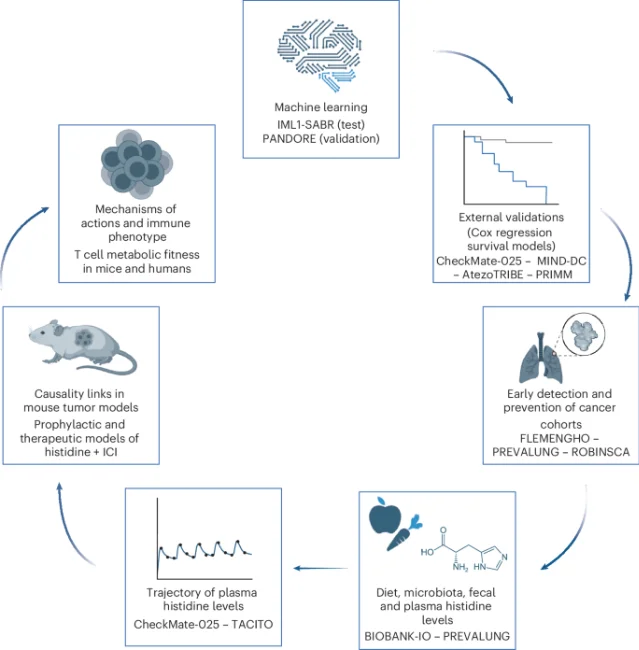 Stepwise analytic strategy from IML1-SABR training to external validation and mouse-model confirmation in the plasma metabolomics immunotherapy study