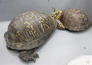 香港海关公布的疑似受管制濒危活龟
