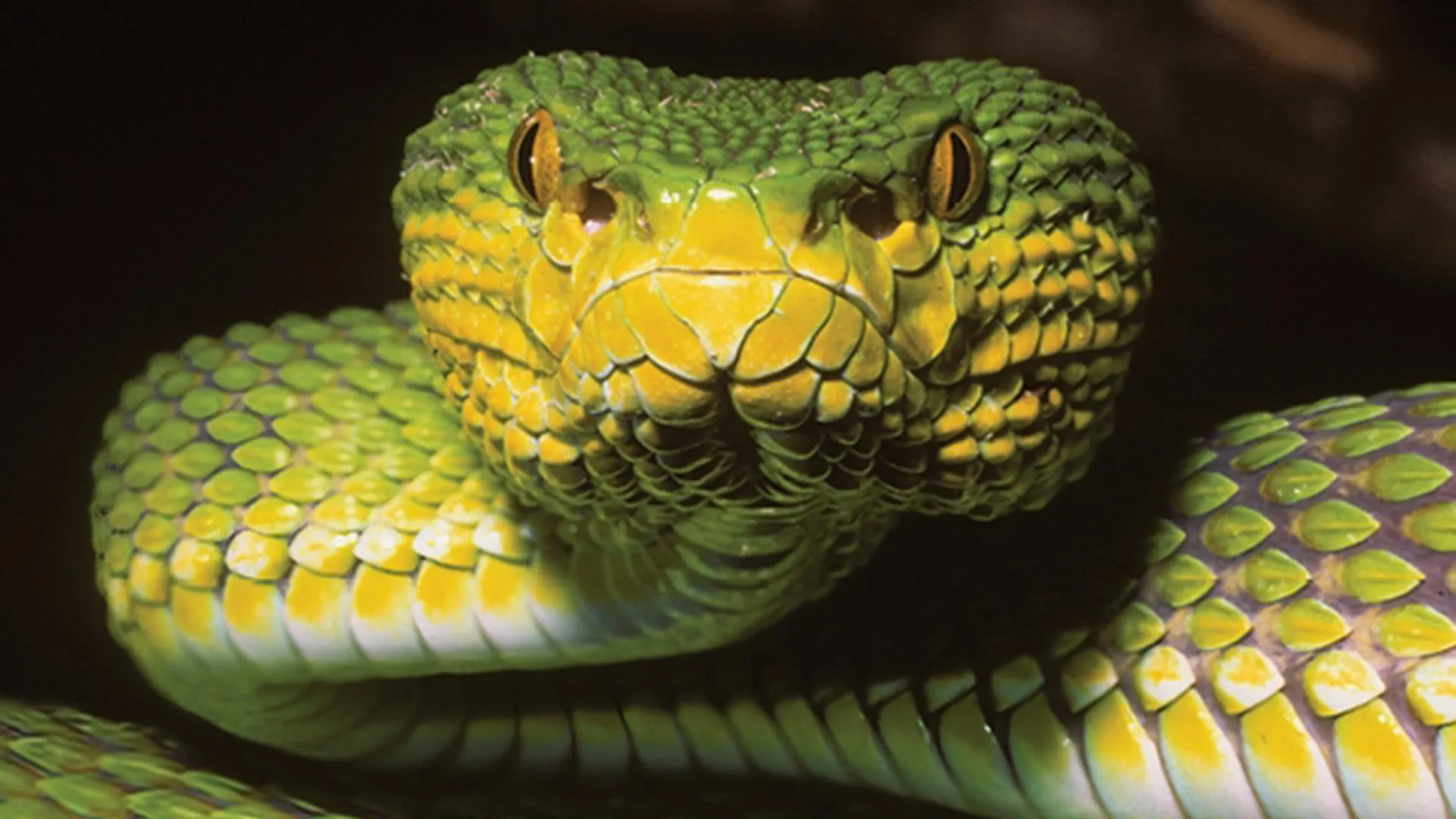 Trimeresurus ayeyarwadyensis 头部特写:绿色鳞片,黄色唇部,橙黄竖瞳,深黑背景