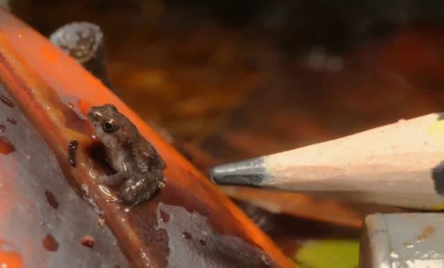 a tiny brown frog on a wet orange ledge with the tip of a pencil beside it