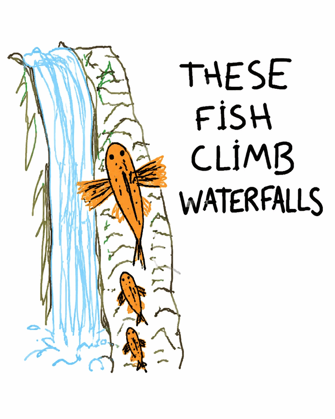 These fish climb waterfalls.