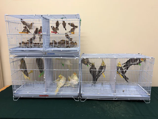 Bird cages seized at Lok Ma Chau Spur Line Control Point.