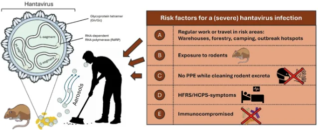 Risk factors of hantavirus spillover infections to humans