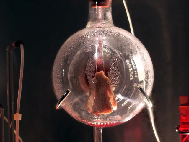 Victimless Leather miniature jacket inside a glass culture vessel