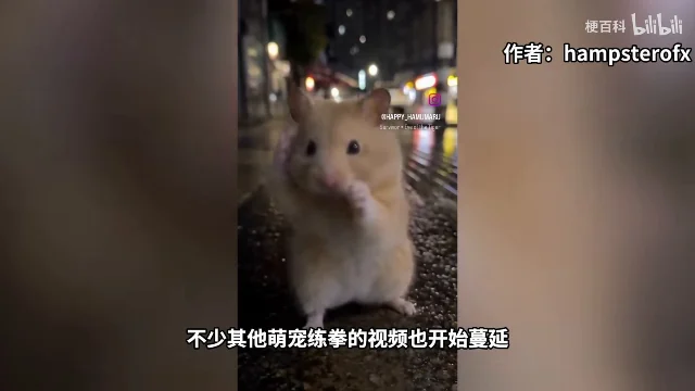 一只仓鼠在夜市街头站直身体，前爪摆出出拳的架势，画面右侧写着「作者：hampsterofx」