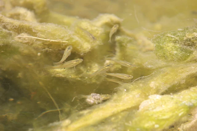 Pale slender fish gathered over thick green algae in shallow, slightly murky water
