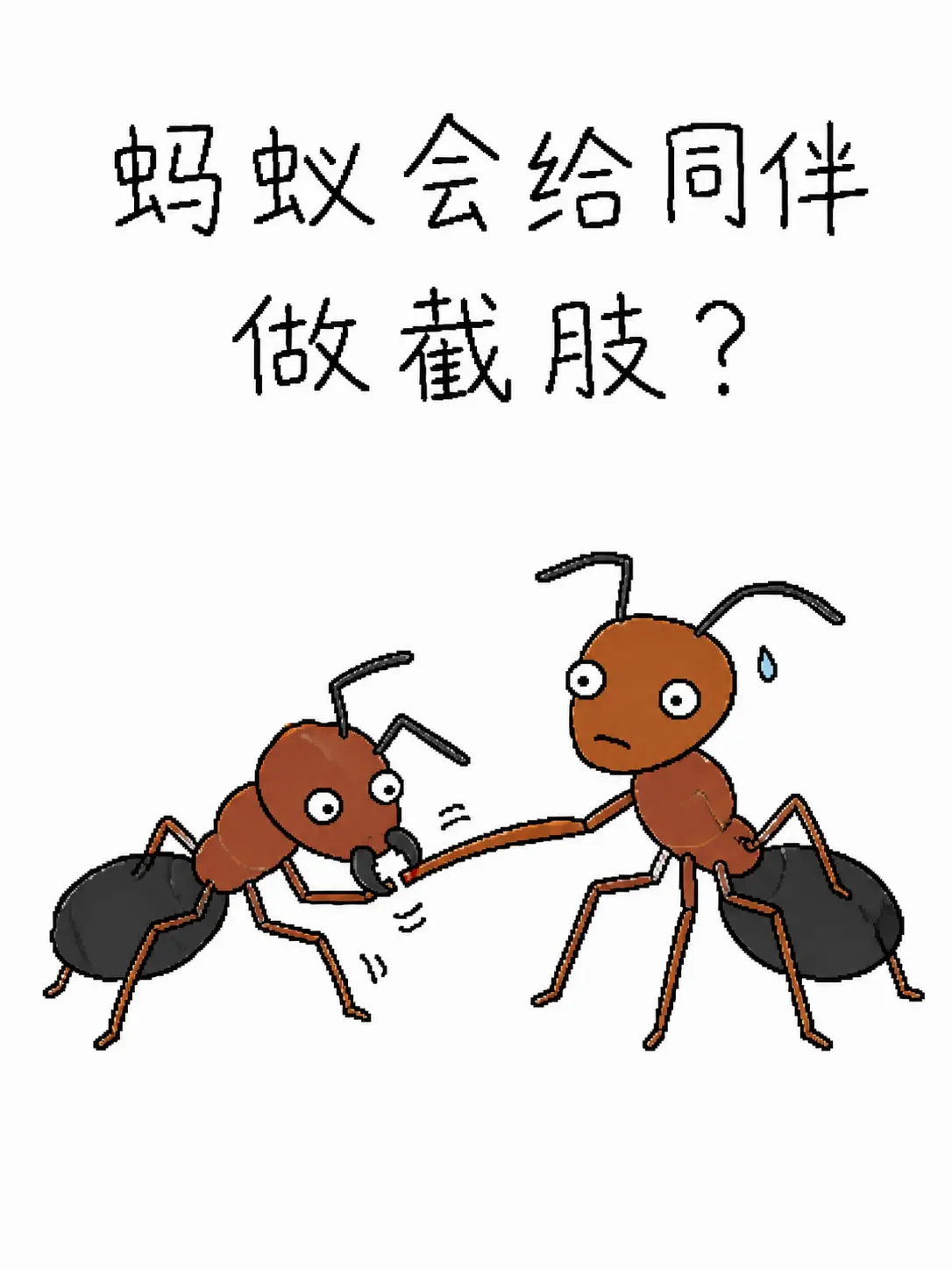 蚂蚁会给同伴做截肢？