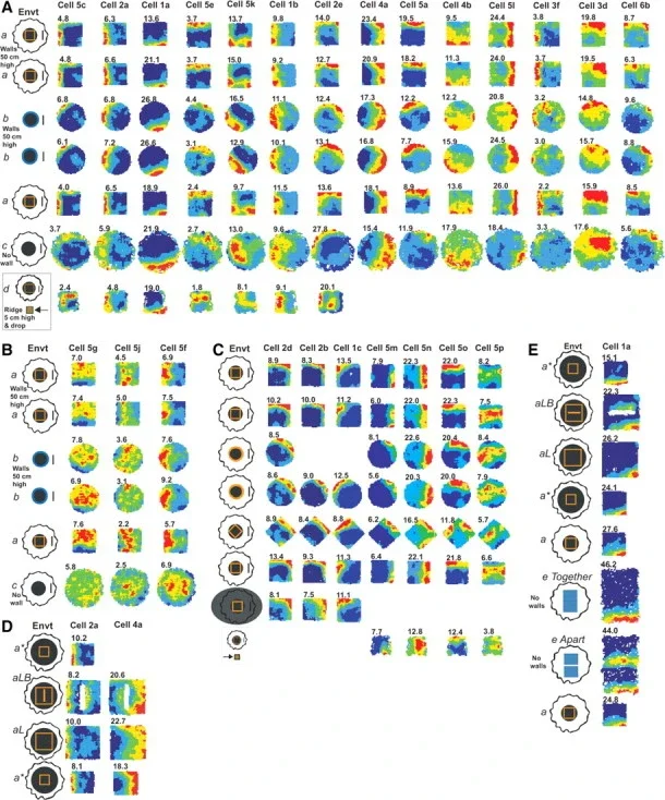 Boundary cells across environments