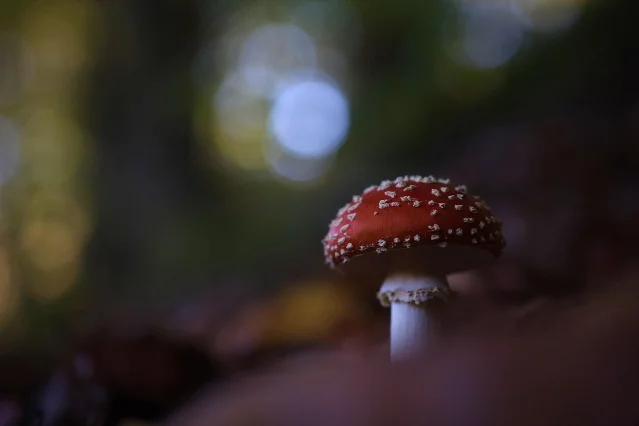 森林中一株菌菇，与文中「小人幻觉」的神秘菌菇意象呼应