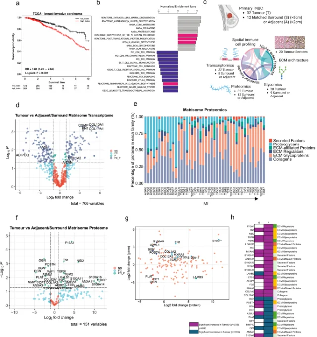 Multi-omic characterization of primary TNBC samples showing upregulated ECM glycoproteins and glycosylation pathways in tumor vs. adjacent tissue (Tarantola et al., Fig. 1 — Nature Communications open access, CC-BY 4.0)