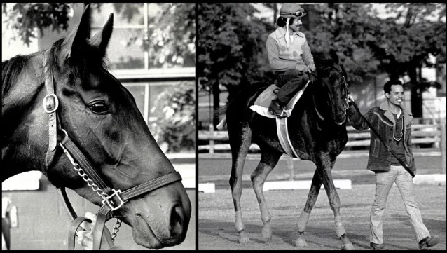 Sham at Belmont Park before the 1973 Belmont Stakes, in green and yellow Sommer stable colors