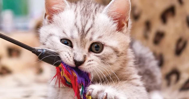 小猫和玩具互动