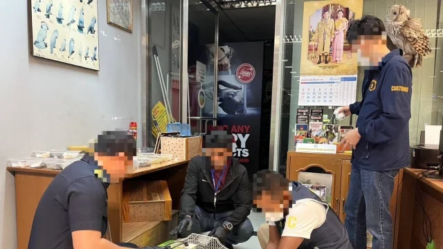 Thai customs and wildlife officials photographed indoors sorting and cataloguing the 251 confiscated animals, with an owl perching on one officer's shoulder