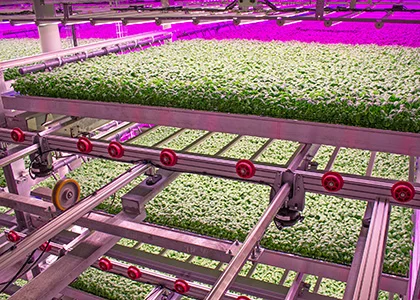 Stacked growing trays under purple lights inside an 80 Acres Farms vertical-farming facility.