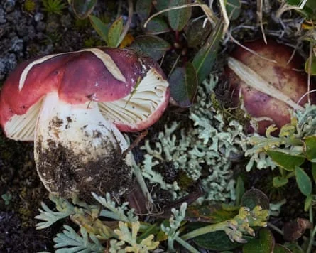 高山地区的 Russula neopascua 真菌
