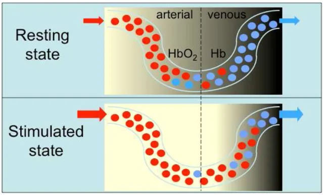 Capillary BOLD mechanism