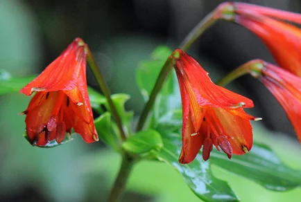 Close-up of Alstroemeria durantei showing drooping red-orange bell-shaped flowers with green leaves