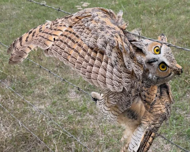 A great horned owl with its wings spread wide, caught in a barbed-wire fence above dry grass