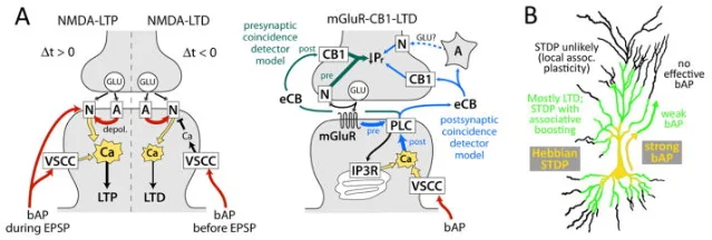 STDP cellular mechanisms