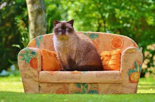 A cat sitting on a patterned armchair