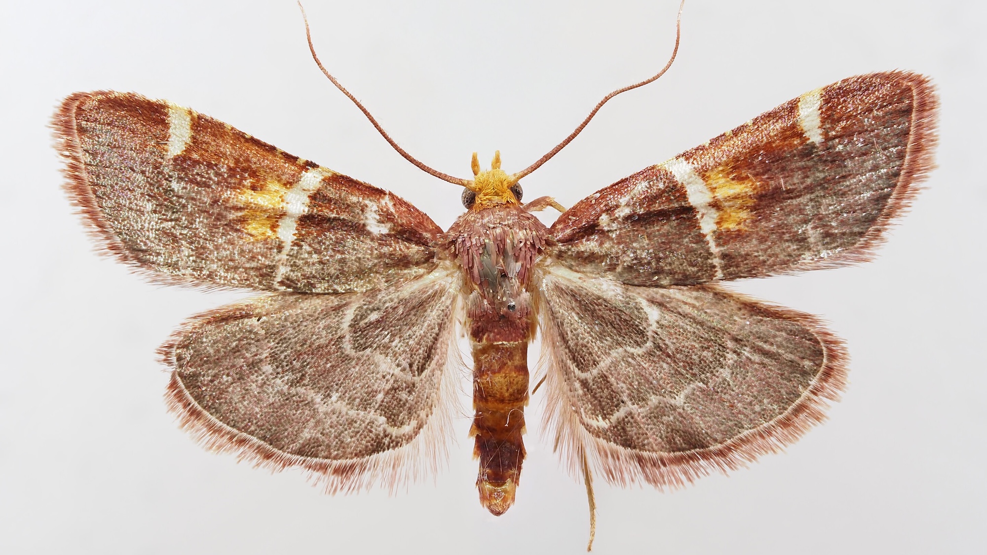Pope Leo moth 标本整体图,深橙色翅膀带多条白色横带,白色背景俯拍