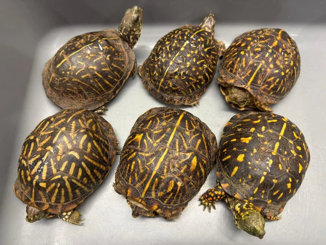 Six patterned turtles in a white tray