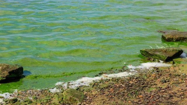 Green lake water near a shore