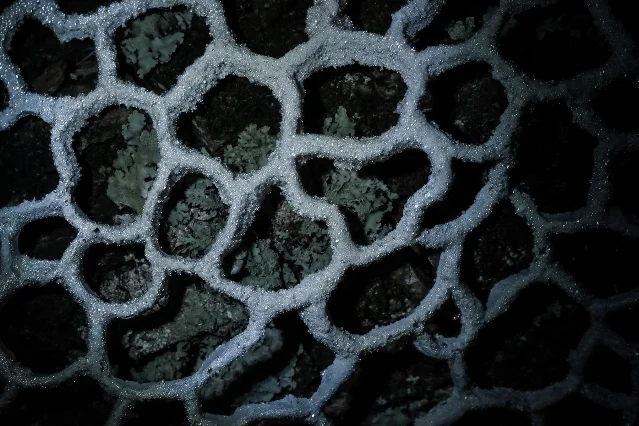 A translucent white organic form with irregular openings and dark lichen-like material